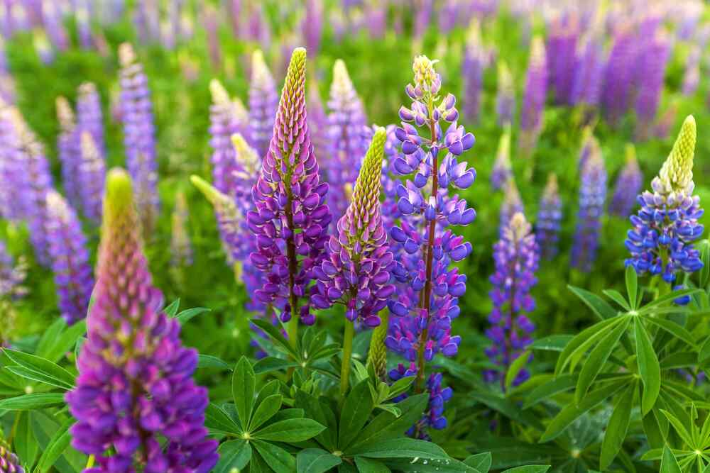 Lupine