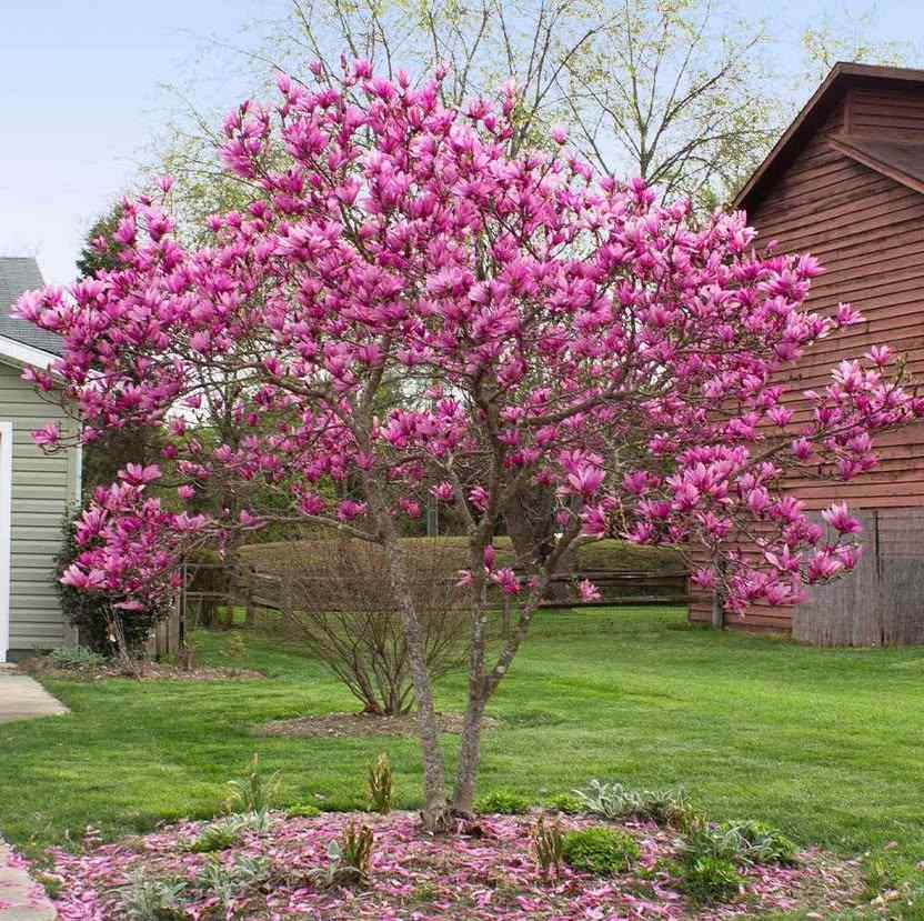 Magnolia for South Dakota landscapes