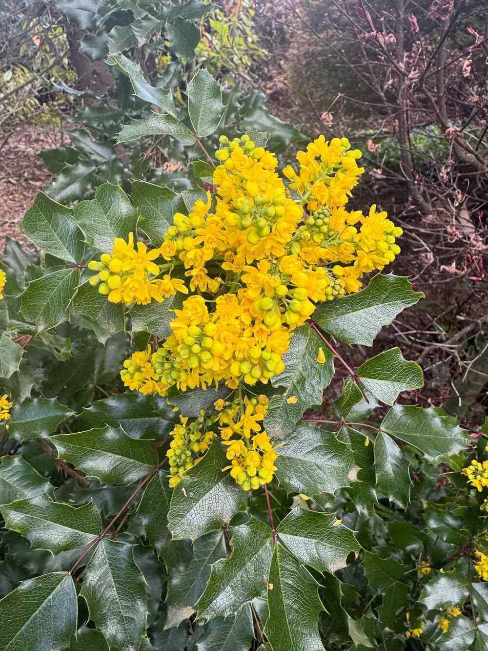Mahonia, credit-yaminarareplants