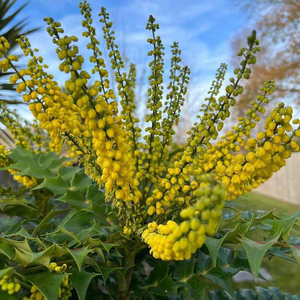 Mahonia x media, credit-the_gardenerben