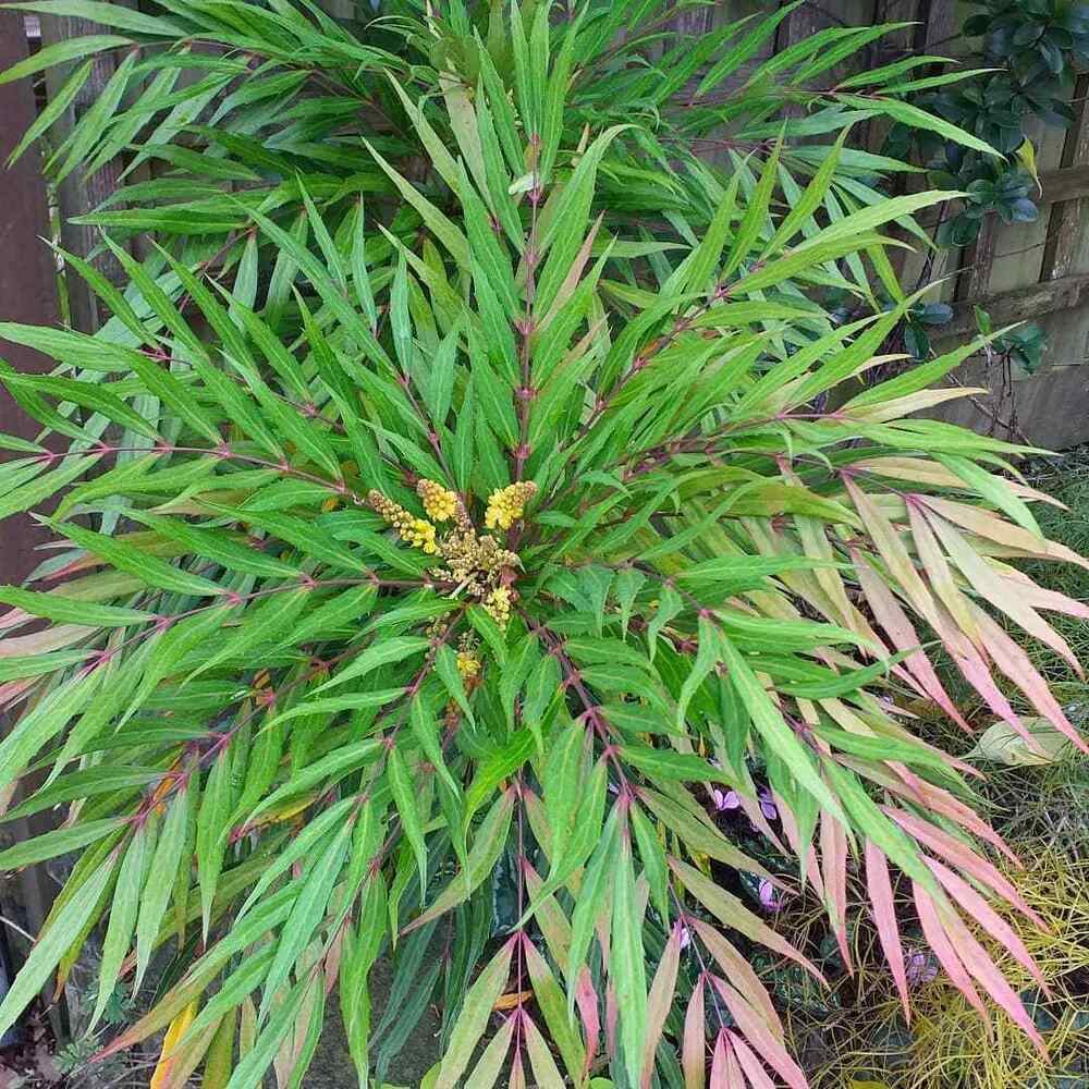 Mahonia ‘Soft Caress’, credit-propagator_dave_hortus_loci