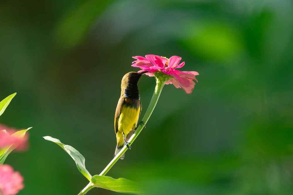 Maintenance Rules That Keep Hummingbirds Returning