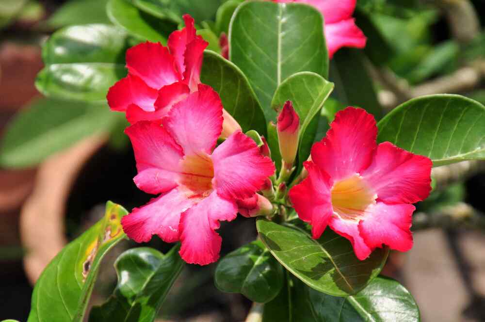 Mandevilla