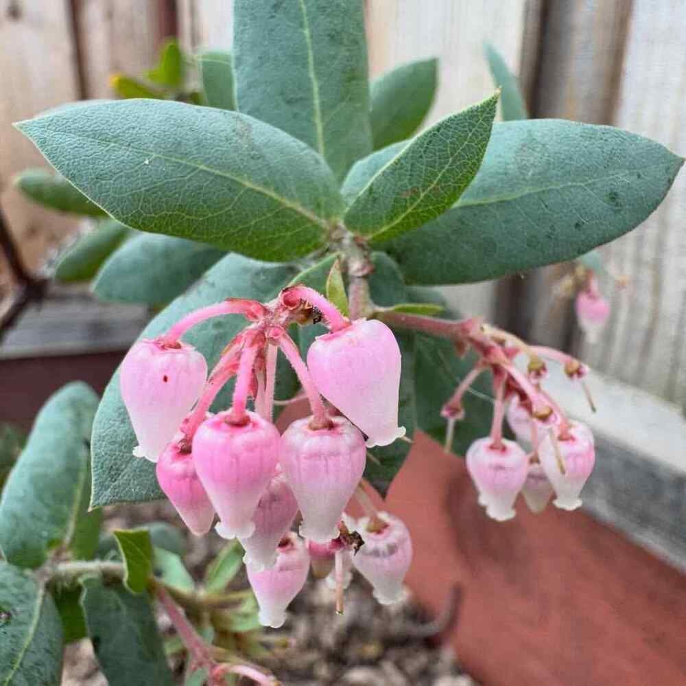 Manzanita, credit-manzanitamaniac