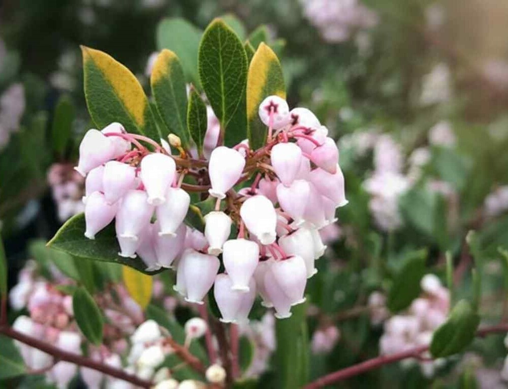 Manzanita