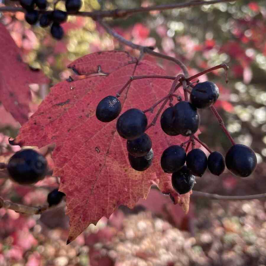 Maple-leaf Viburnum credit-mtcubacenter
