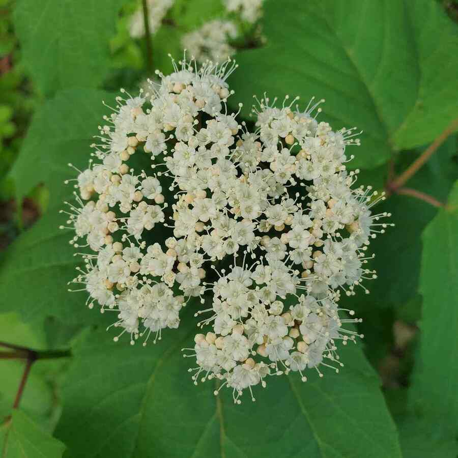 Mapleleaf Viburnum credit-horttube