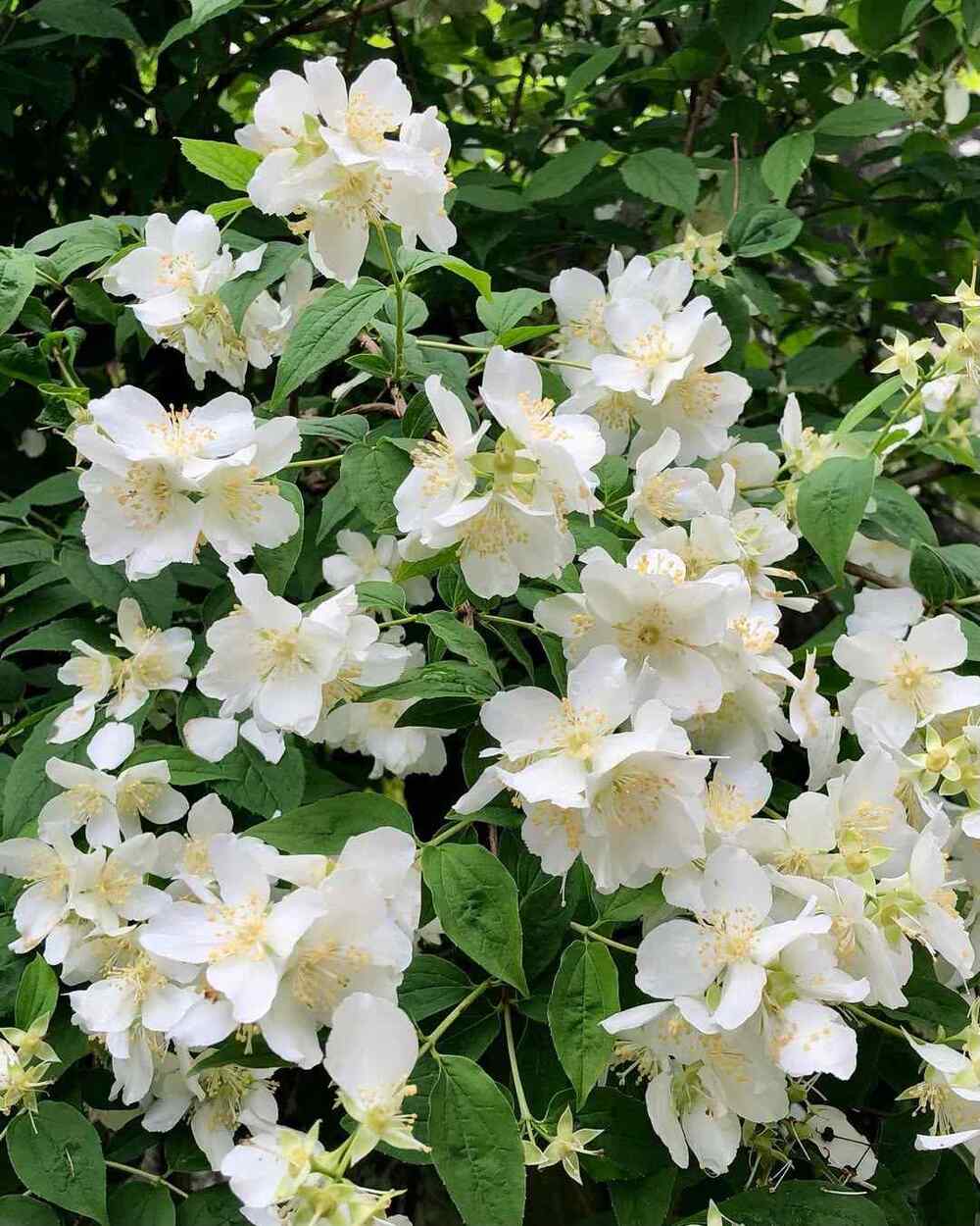 Mock Orange, credit-masato2196