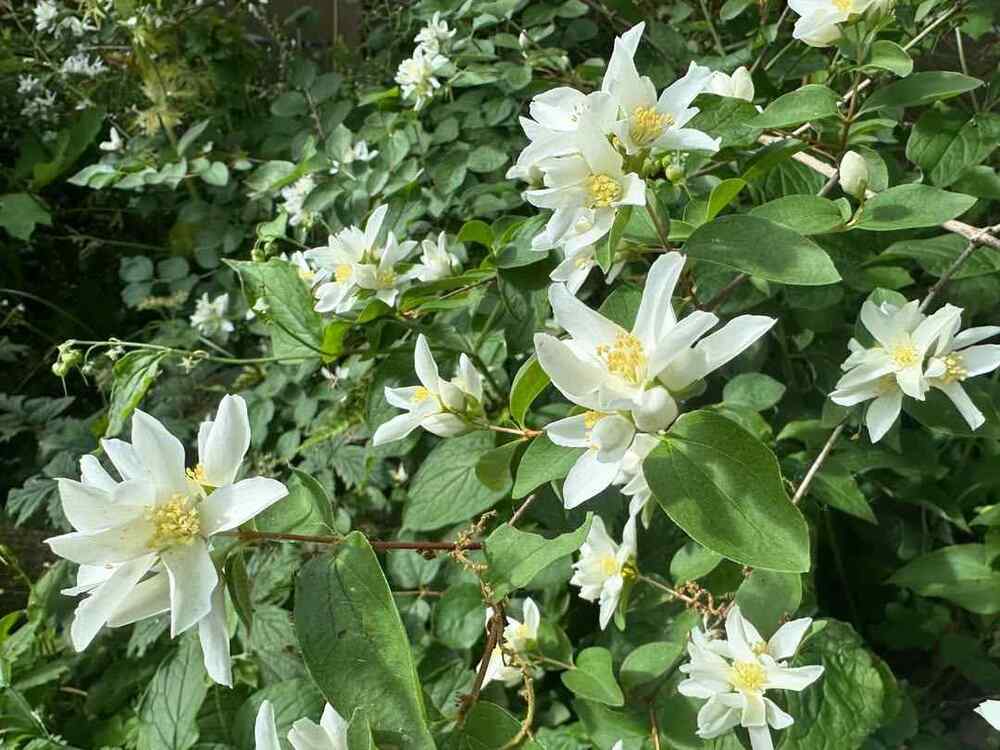Mock-orange cold-hardy shrubs for Idaho
