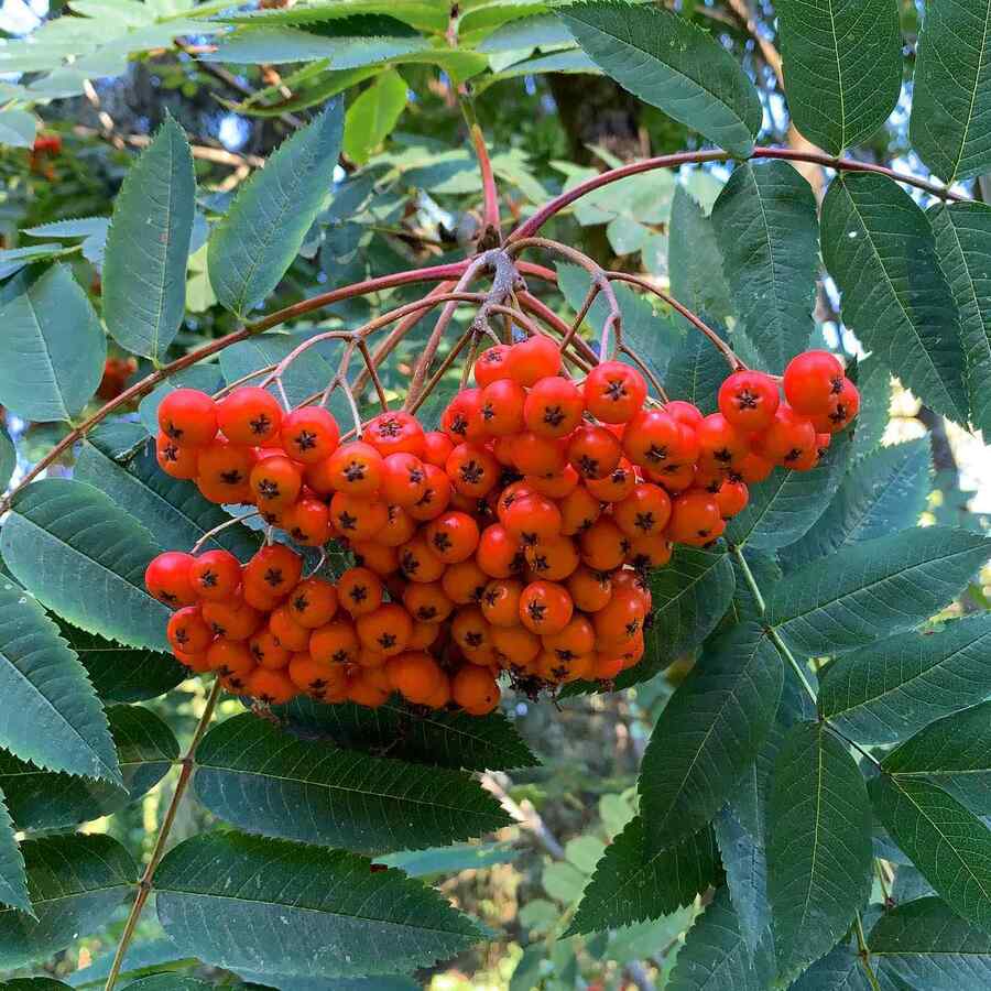 Mountain Ash