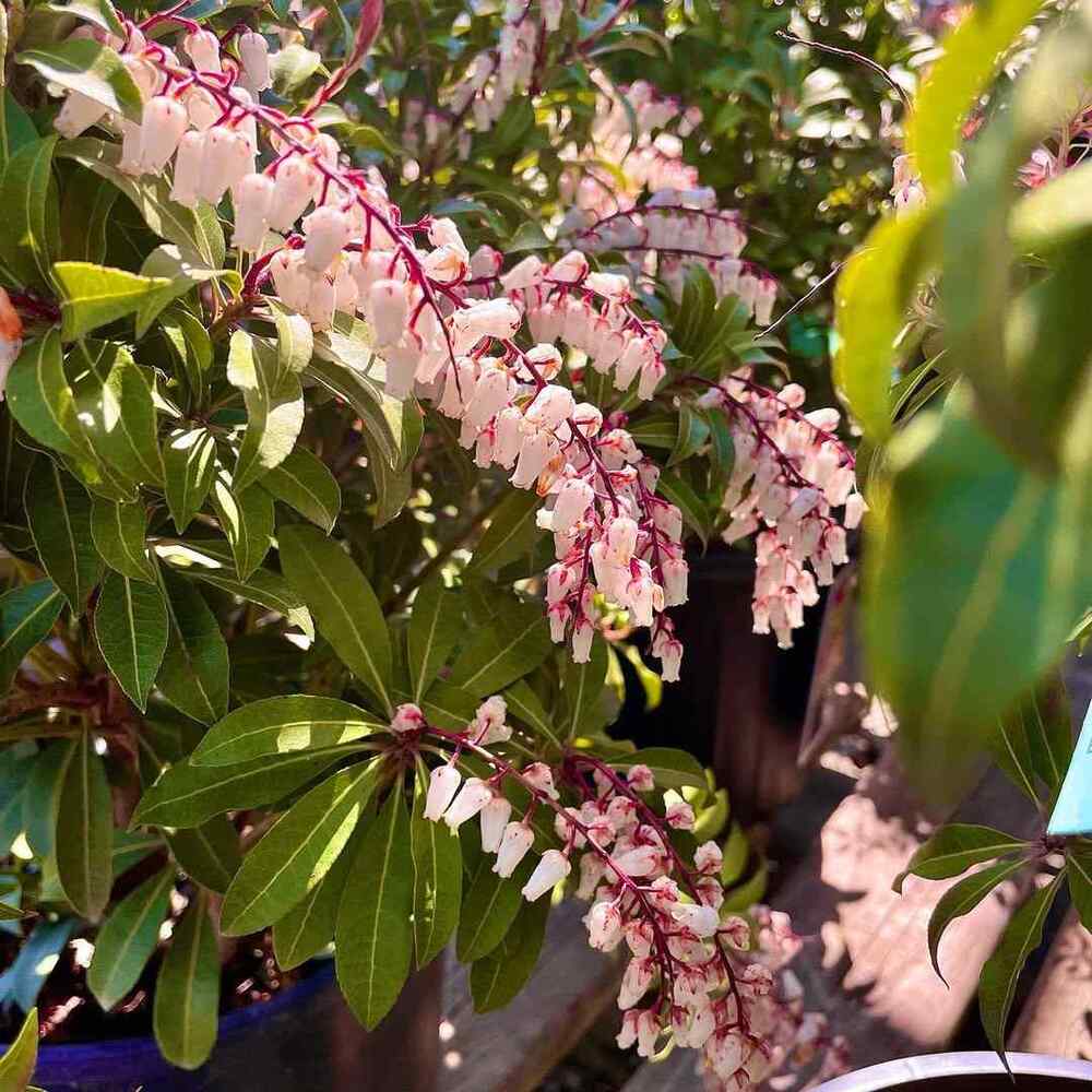 Mountain Fire Pieris, credit-thepottingsheddunnville