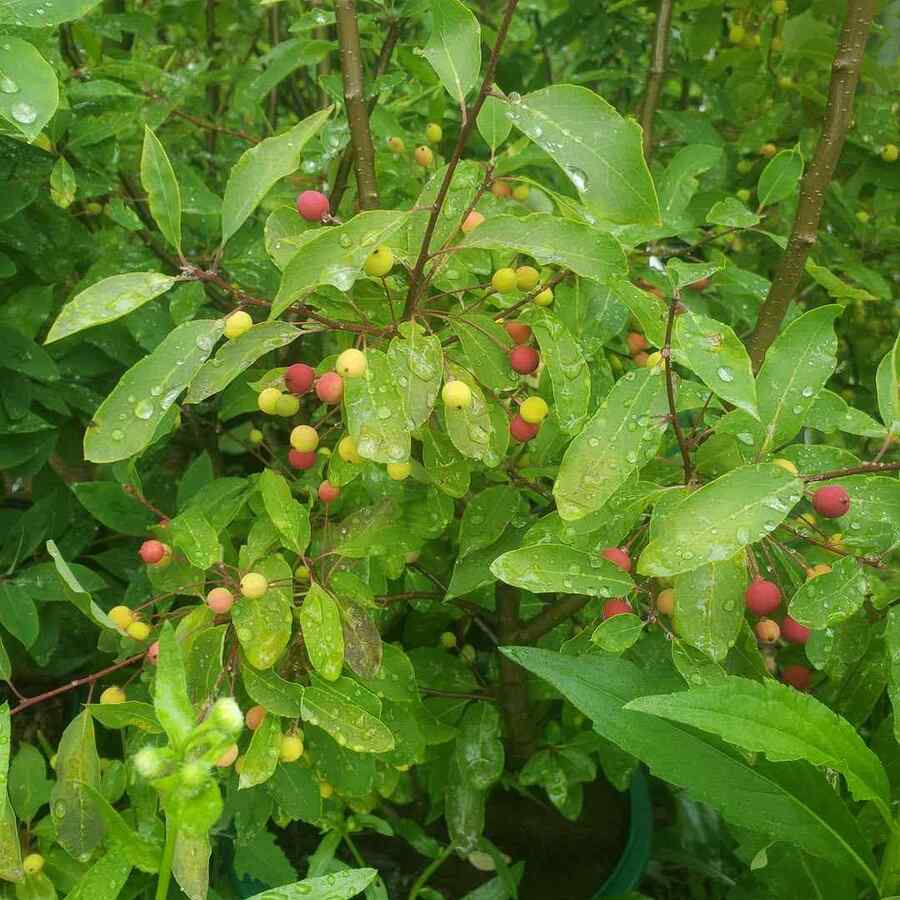 Mountain Holly, credit-dropseednativelandscapesli