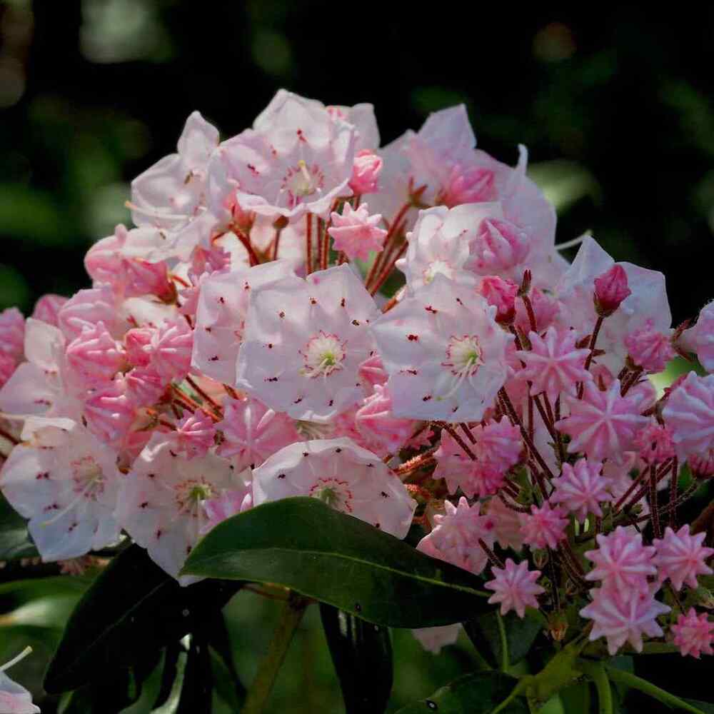 Mountain Laurel, credit-mohonkpreserve