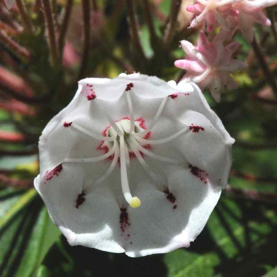 Mountain Laurel low-maintenance shrub for Mid-Atlantic landscapes