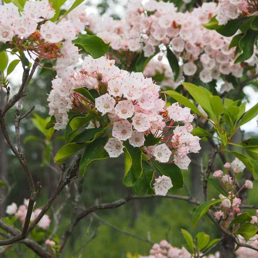 Mountain Laurel that grow well in West Virginia