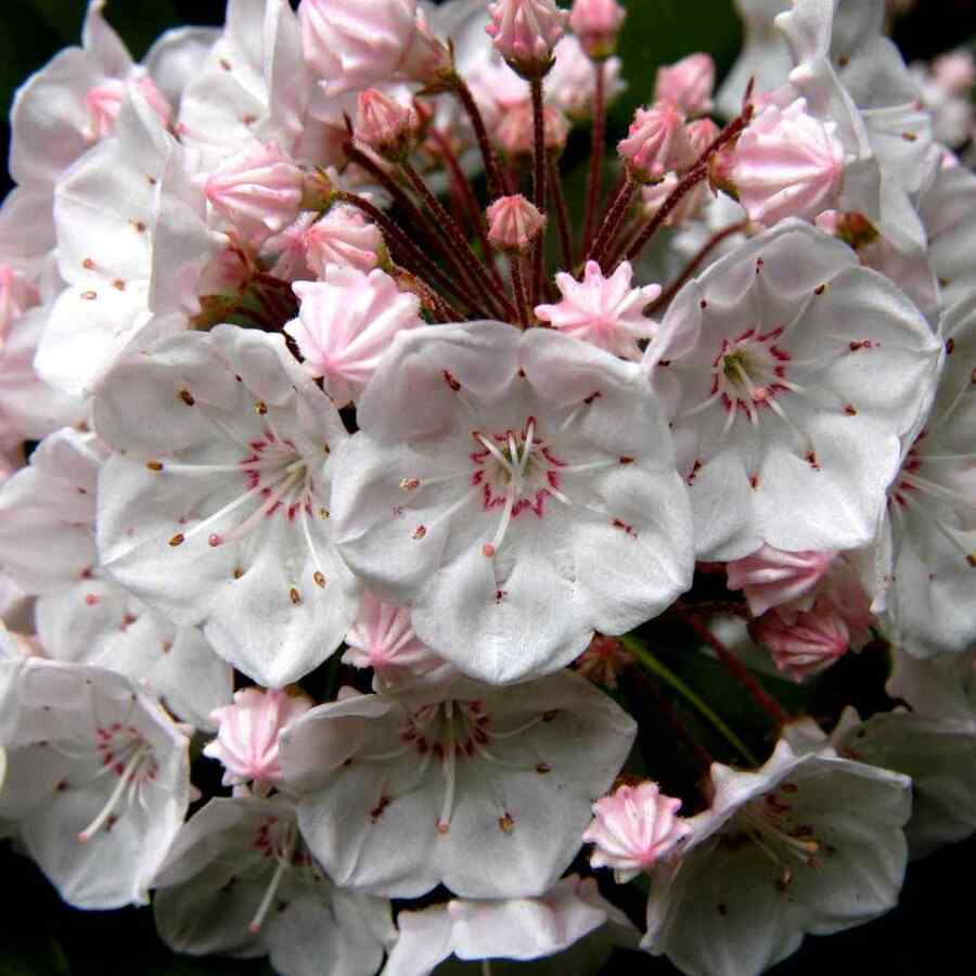 Mountain Laurel shrubs that thrive in Pennsylvania