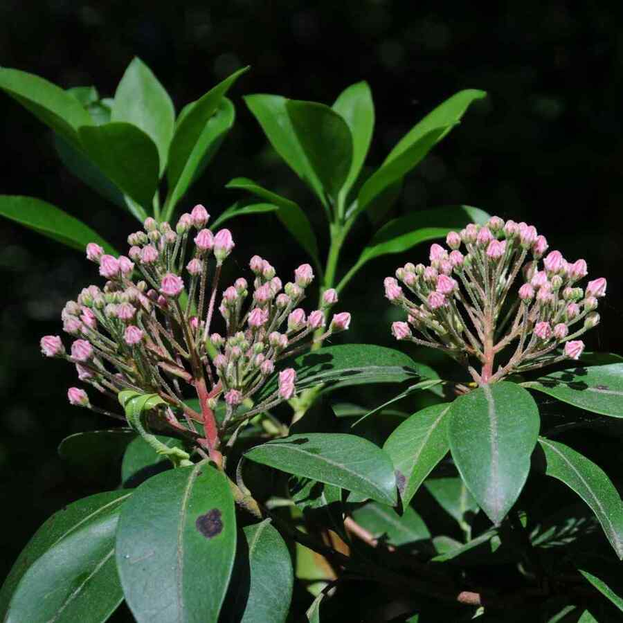 Mountain Laurel that grow well in Virginia