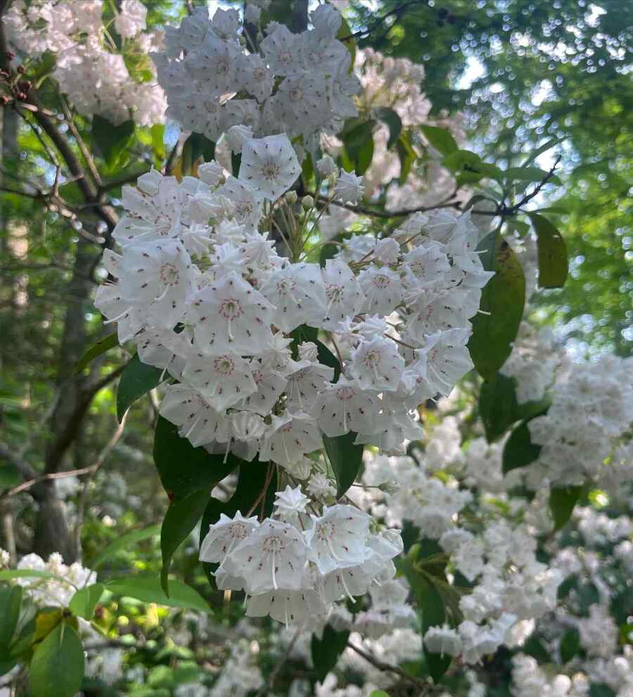 Mountain Laurel
