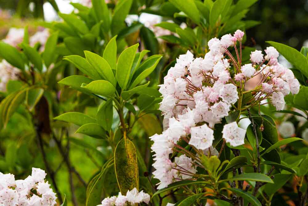 Mountain Laurel
