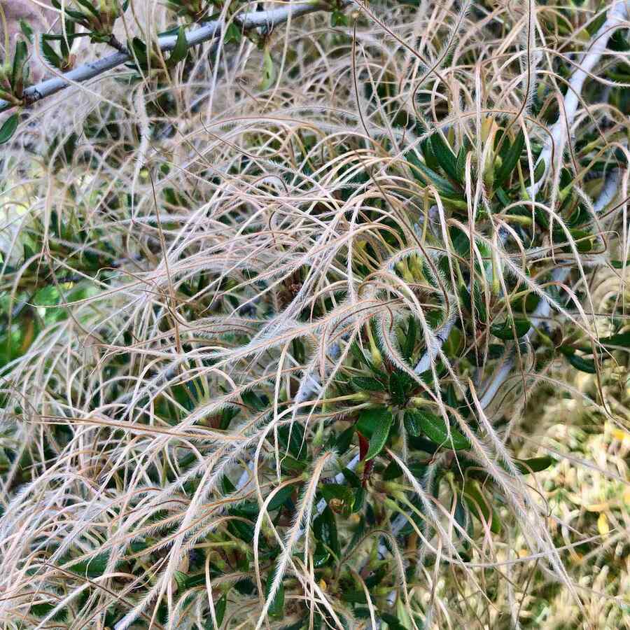 Mountain Mahogany for Utah landscapes