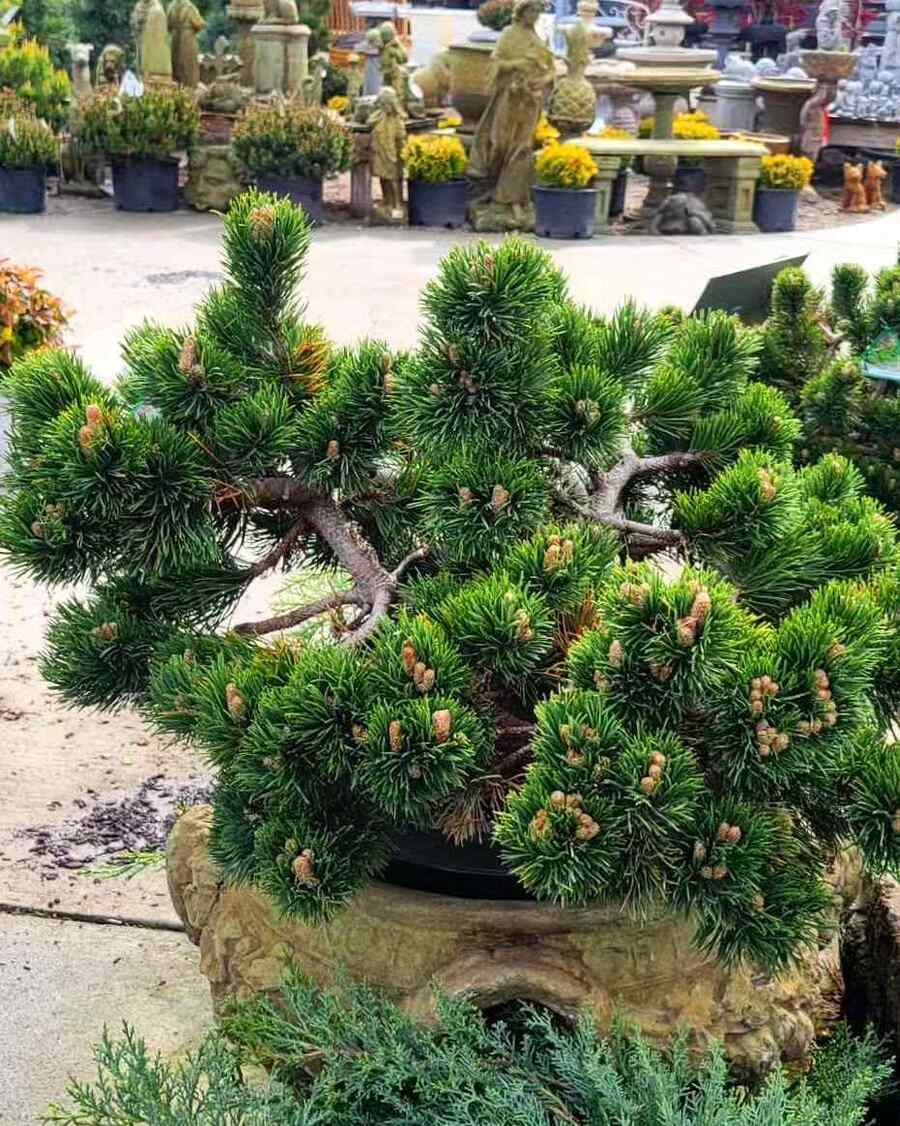 Mugho Pine deer-resistant shrubs for Colorado yards with minimal maintenance