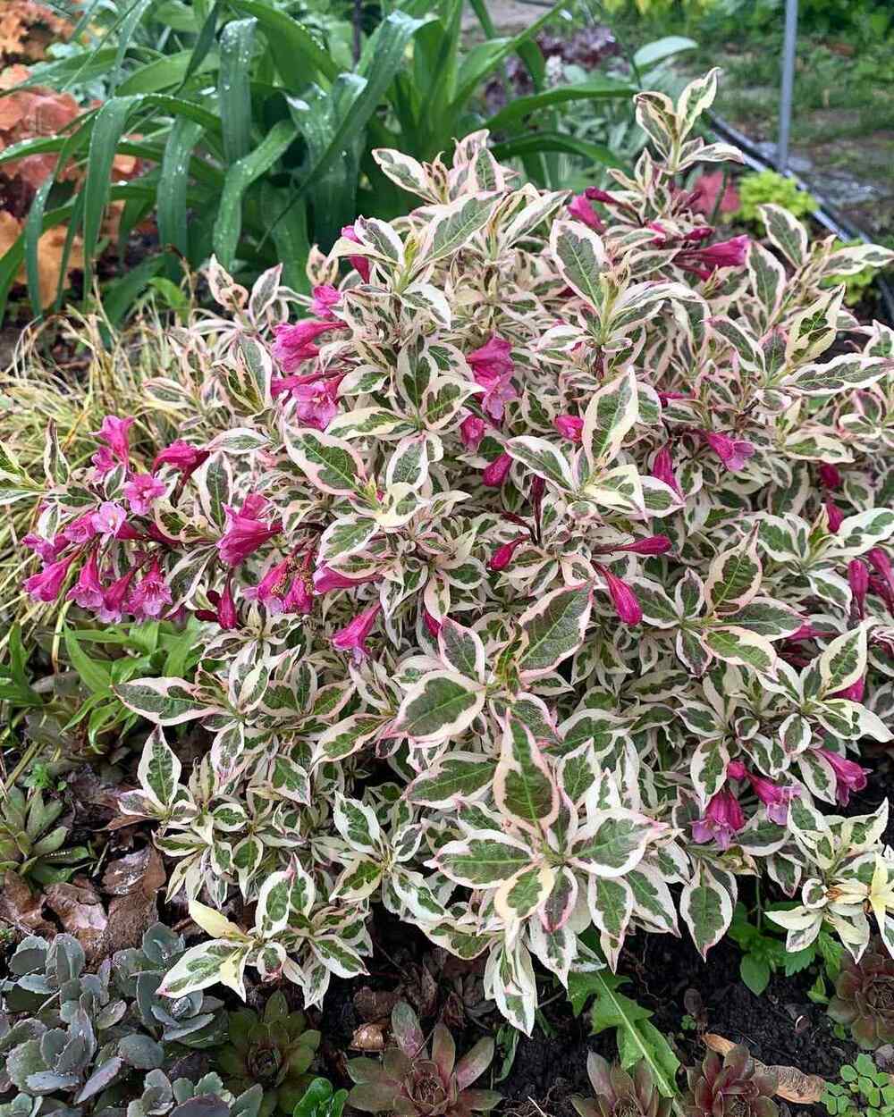 My Monet Weigela, credit-gardenfromscratch