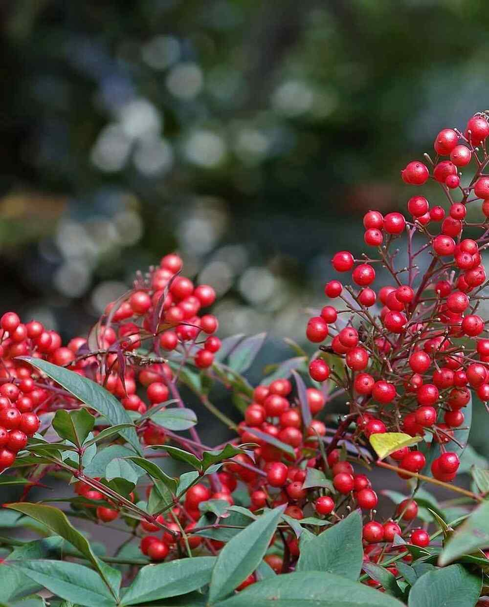Nandina domestica, credit-flora2000_giardinievivai