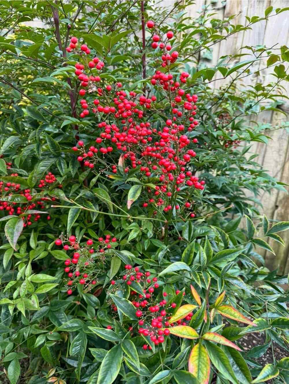 Nandina domestica, credit-the_gardenerben