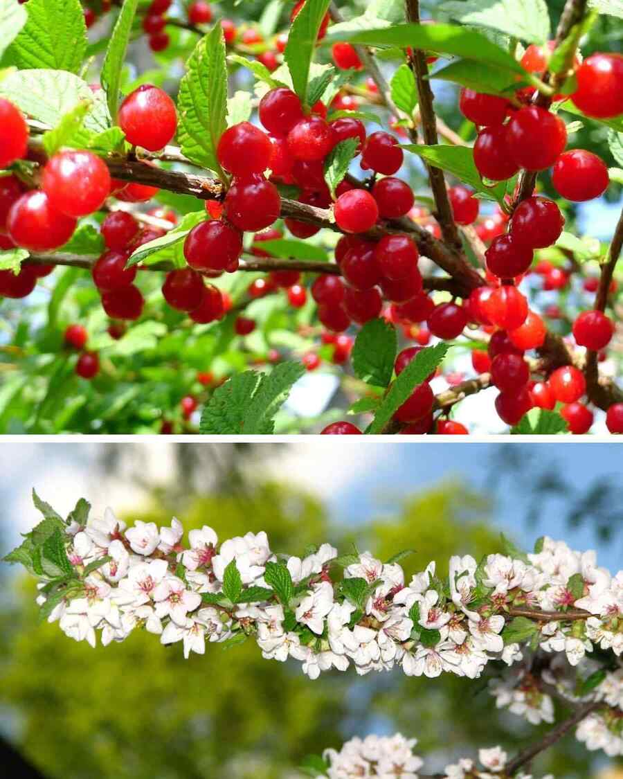 Nanking Cherry tough Wyoming shrub choice for xeriscaping and water-wise planting