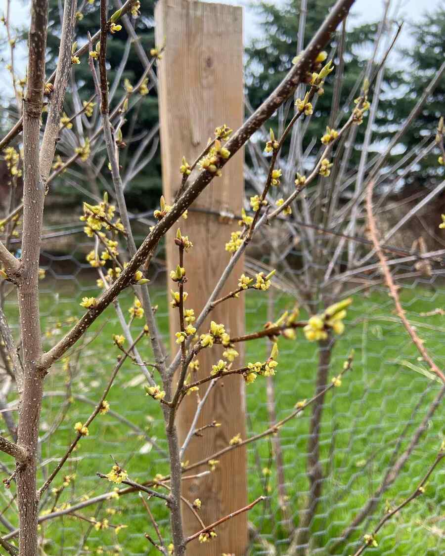 Native Spicebush best shrubs for Tennessee gardens