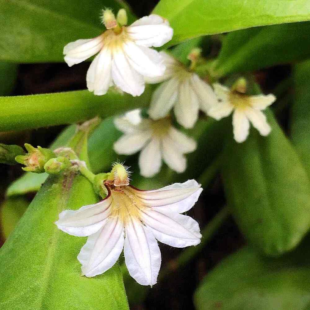 Naupaka Kahakai recommended for Hawaii yards and outdoor spaces