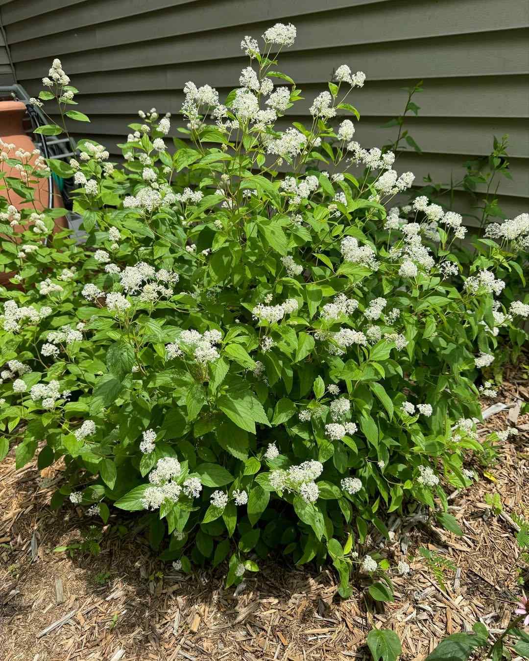 New Jersey Tea evergreen shrubs for New Jersey landscapes