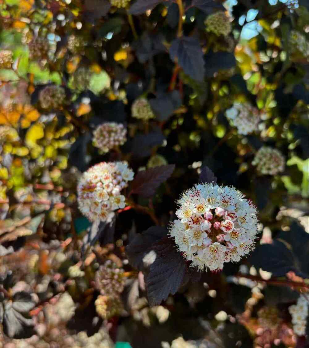 Ninebark, credit-farwestgardencenter