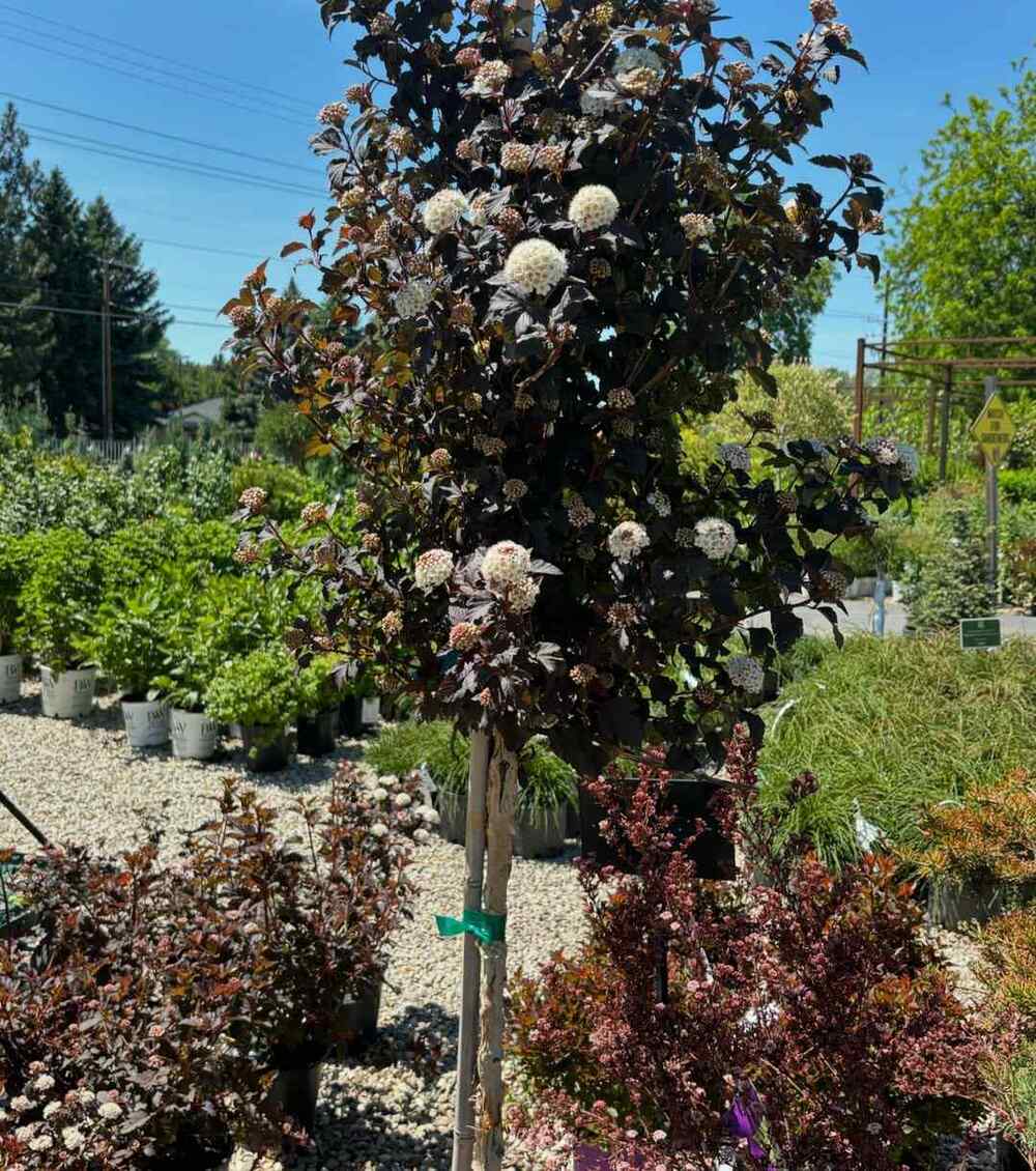 Ninebark for Kentucky’s climate and soil