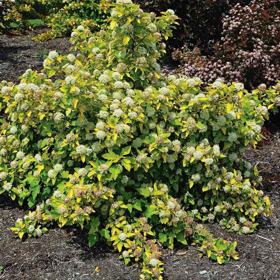 Ninebark shrubs that grow well in South Dakota