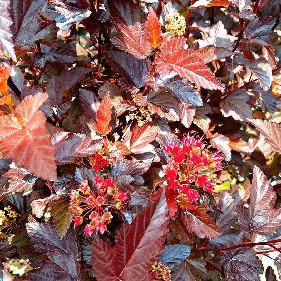 Ninebark credit-finegardening