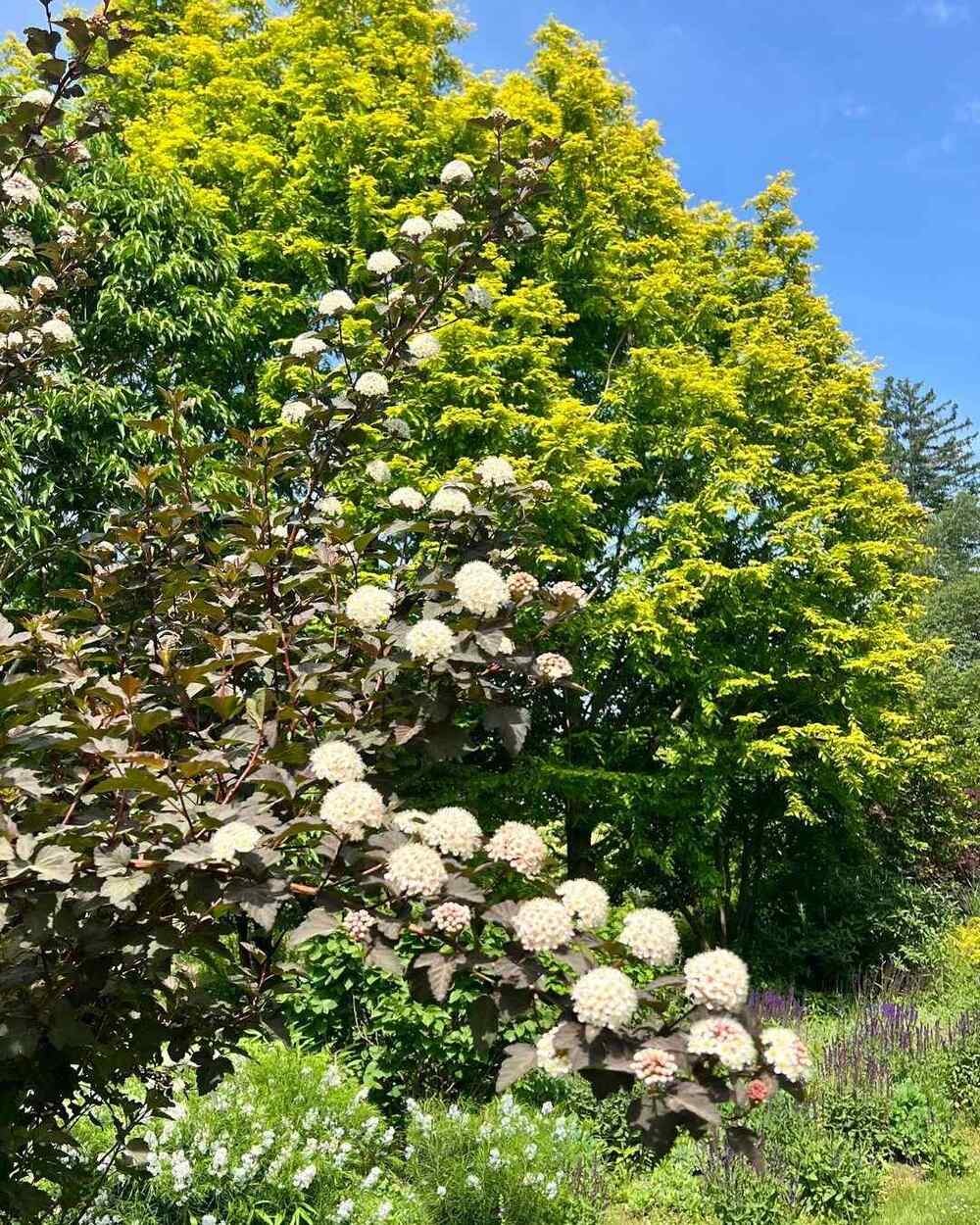 Ninebark for Iowa climate