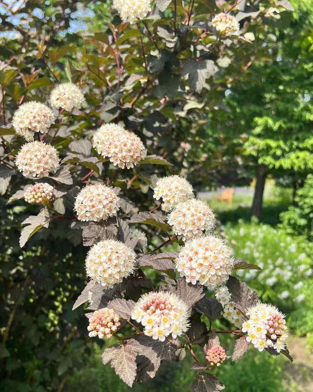 Ninebark, credit-masshort