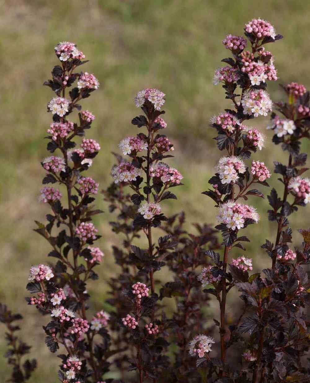 Ninebark, credit-provenwinnersdirect