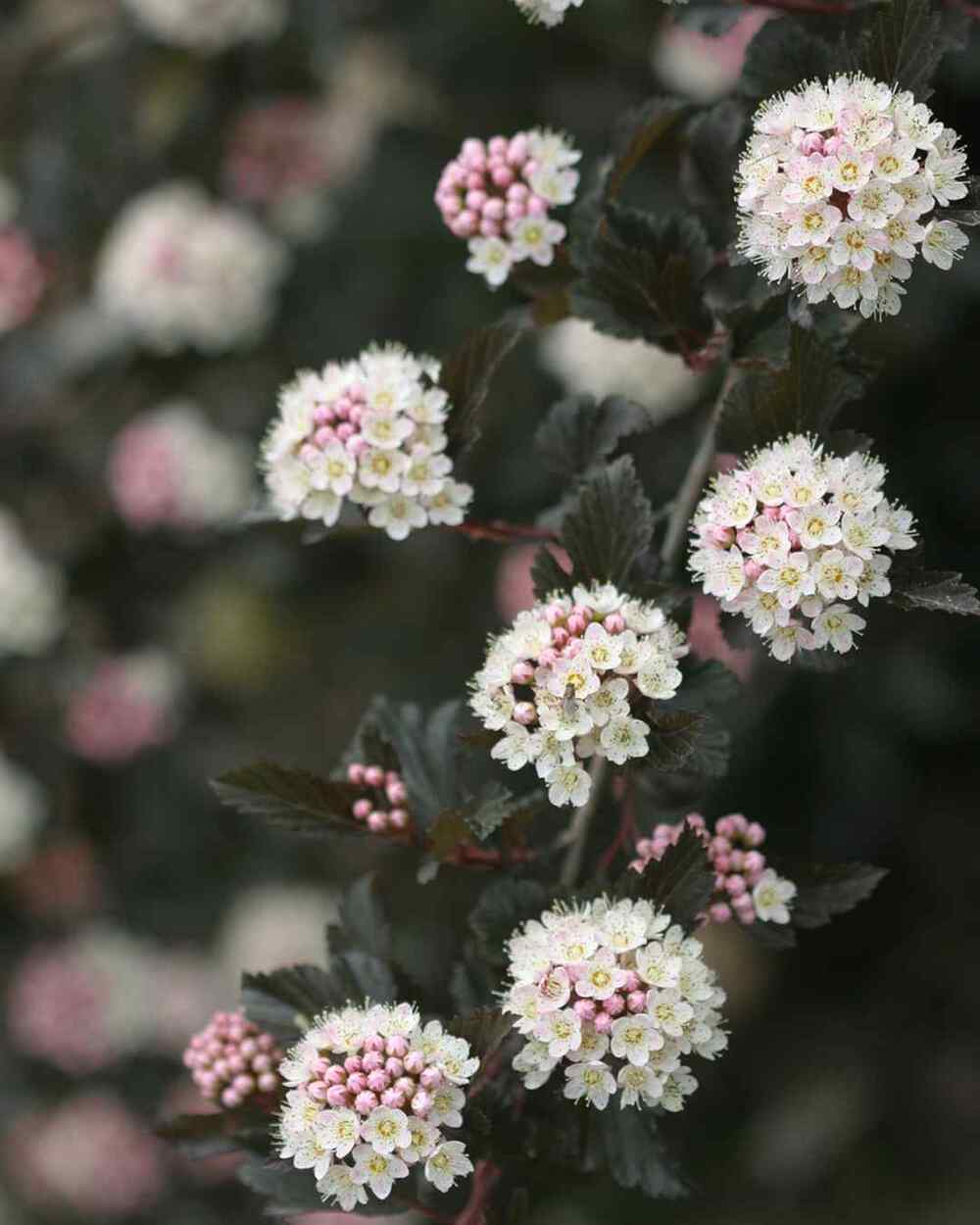 Ninebark, credit-pwcolorchoice