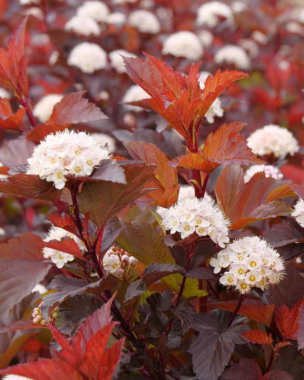 Ninebark low-maintenance shrubs for Indiana yards