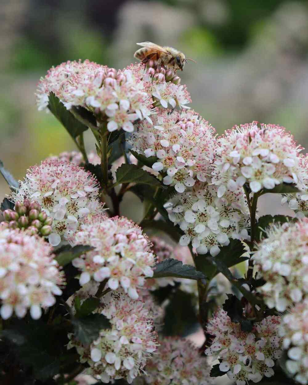 Ninebark, credit-pwcolorchoice