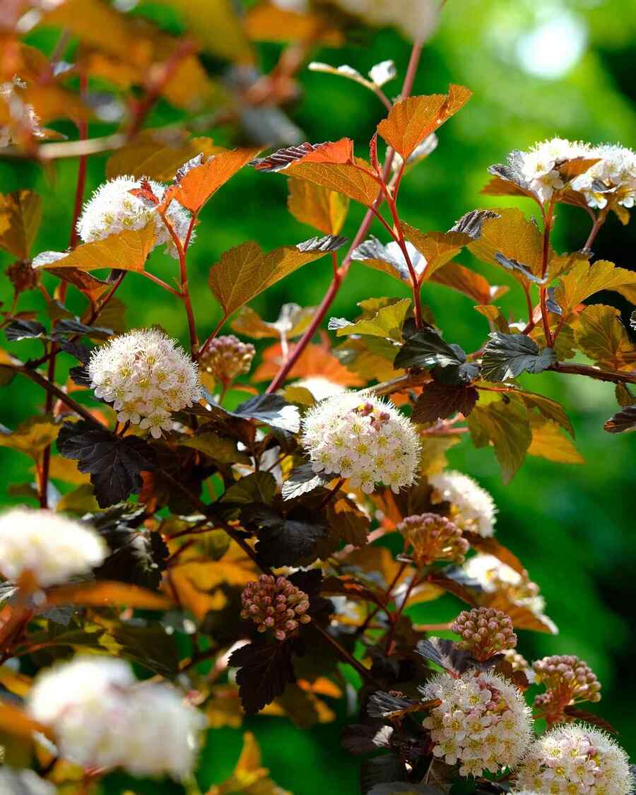 Ninebark hardy shrubs for Colorado front yards that tolerate late spring frost