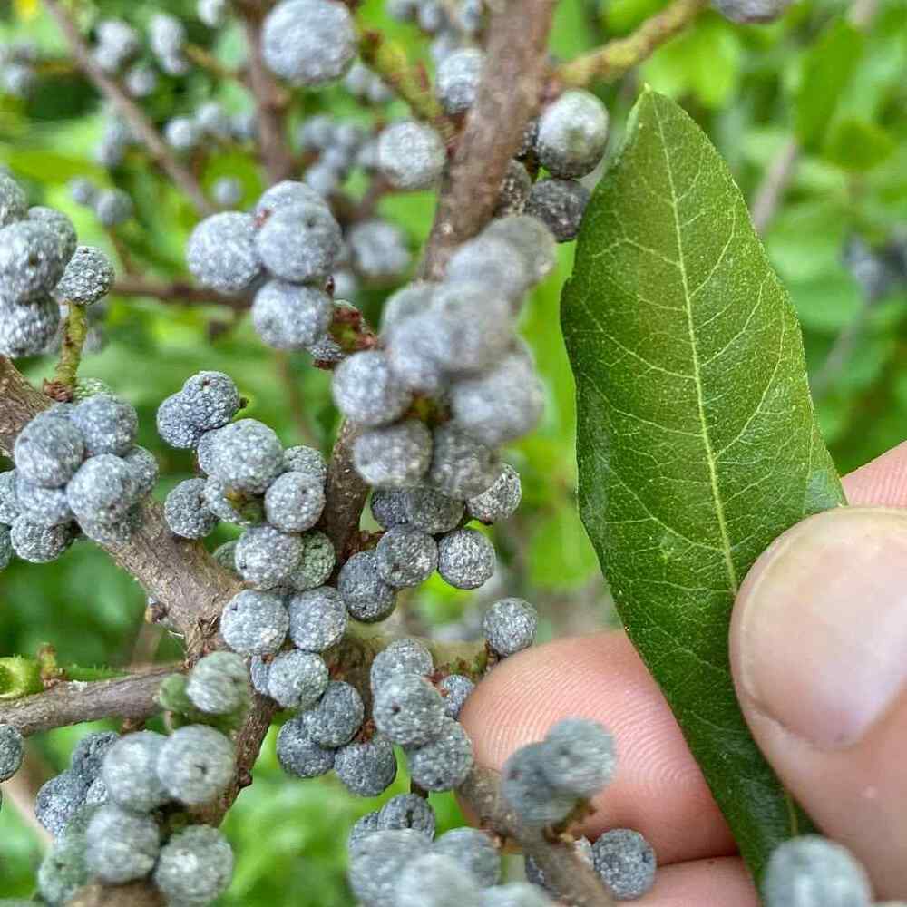 Northern Bayberry native shrubs for Maine