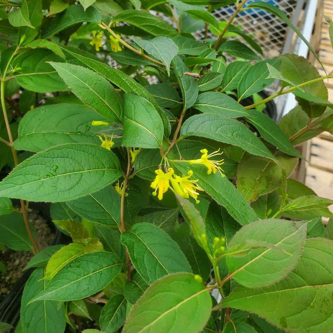Northern Bush Honeysuckle, credit-dropseednativelandscapesli