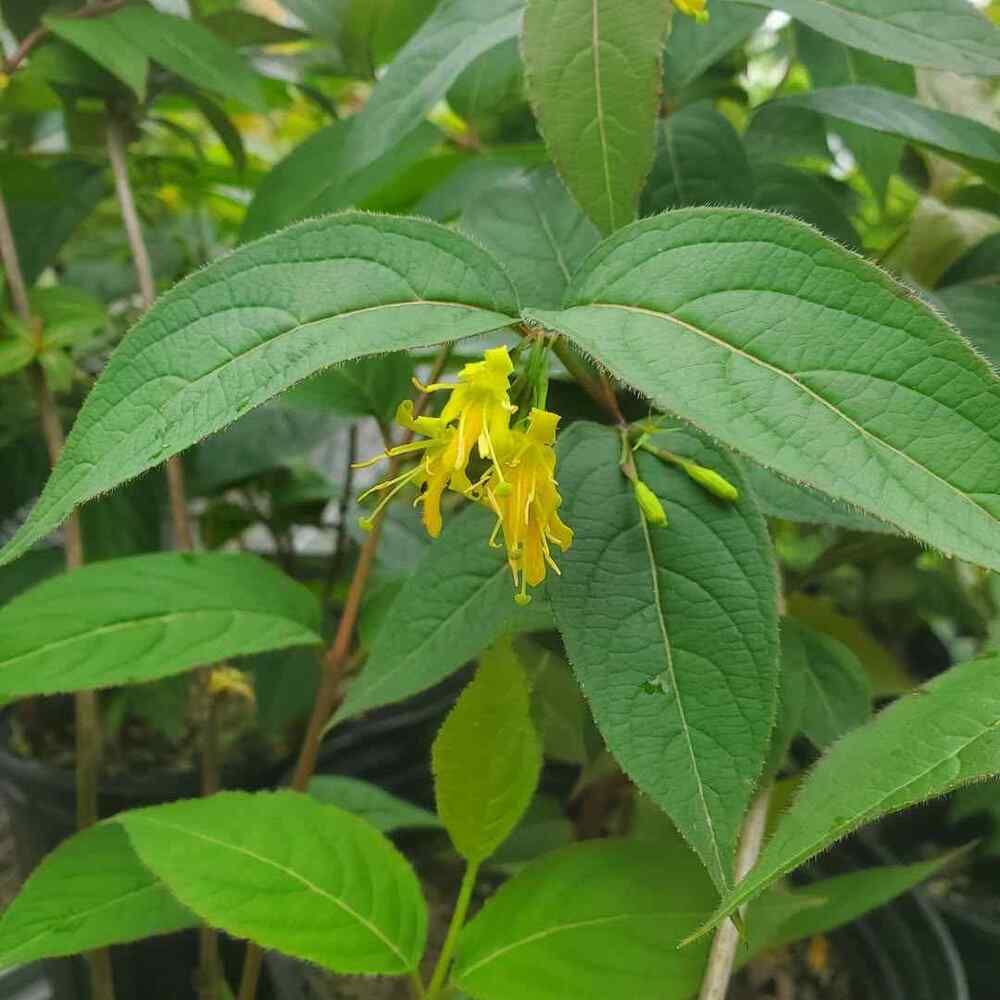 Northern Bush Honeysuckle, credit-dropseednativelandscapesli