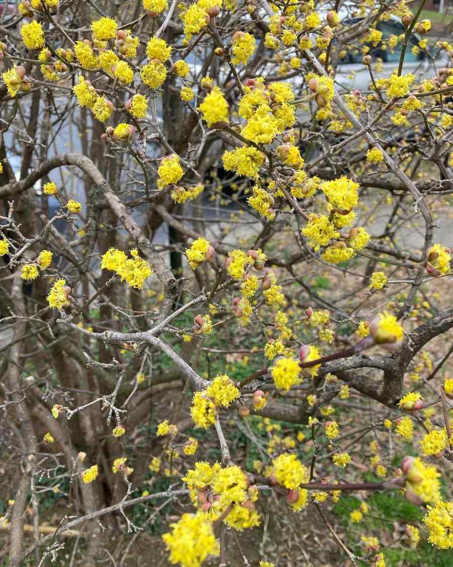 Northern Spicebush shrubs that thrive in New Hampshire climate