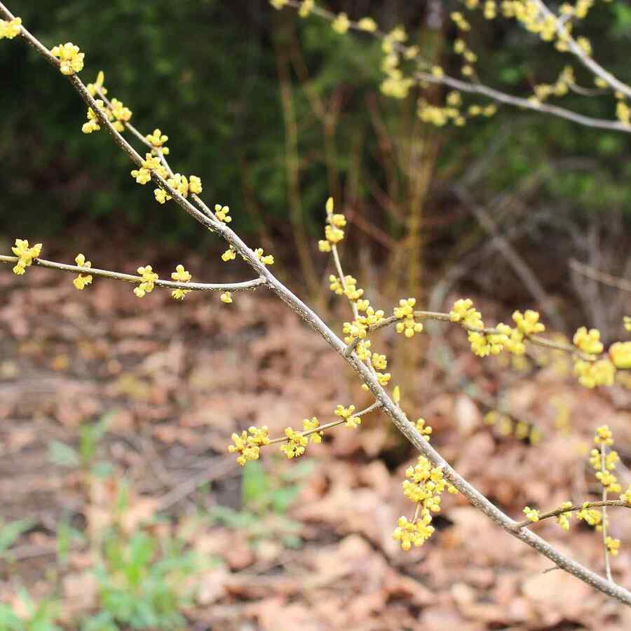 Northern Spicebush that grow well in Connecticut