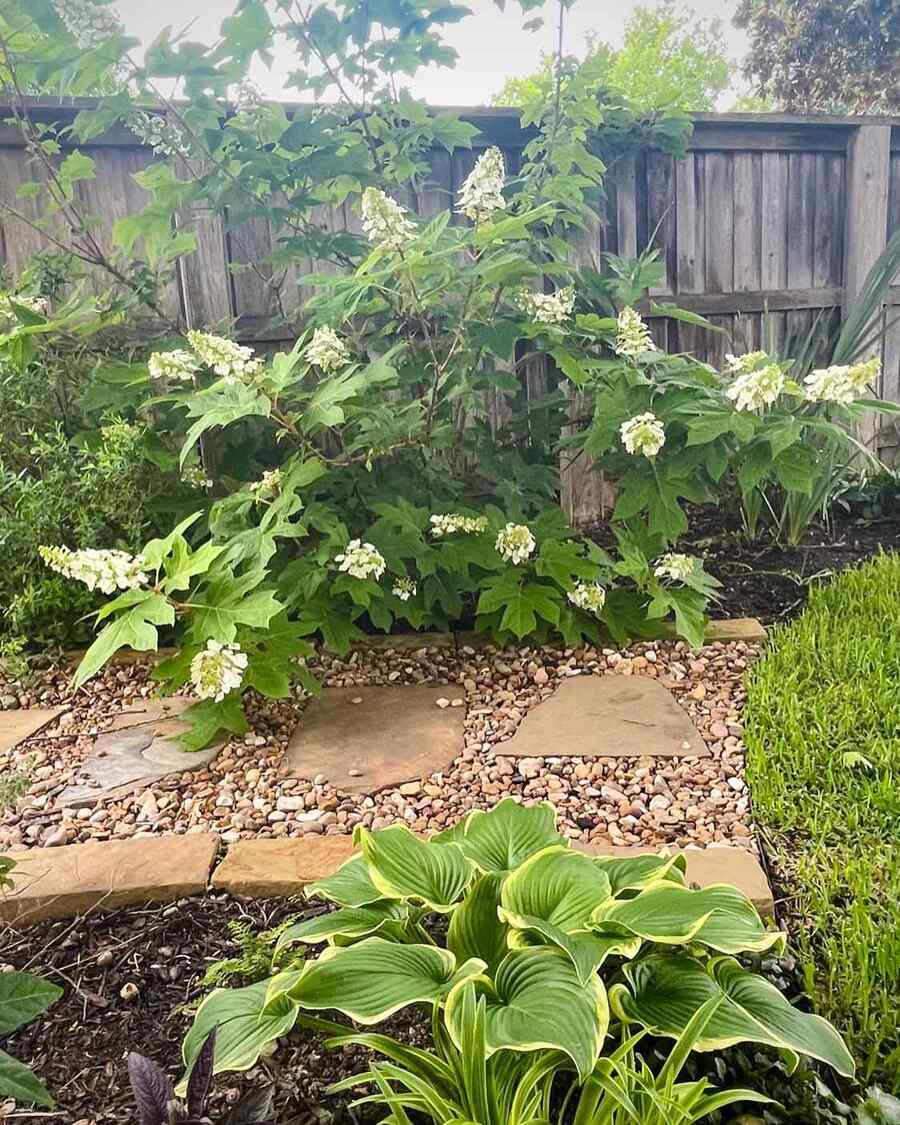 Oakleaf Hydrangea suited to Maryland climate and seasons