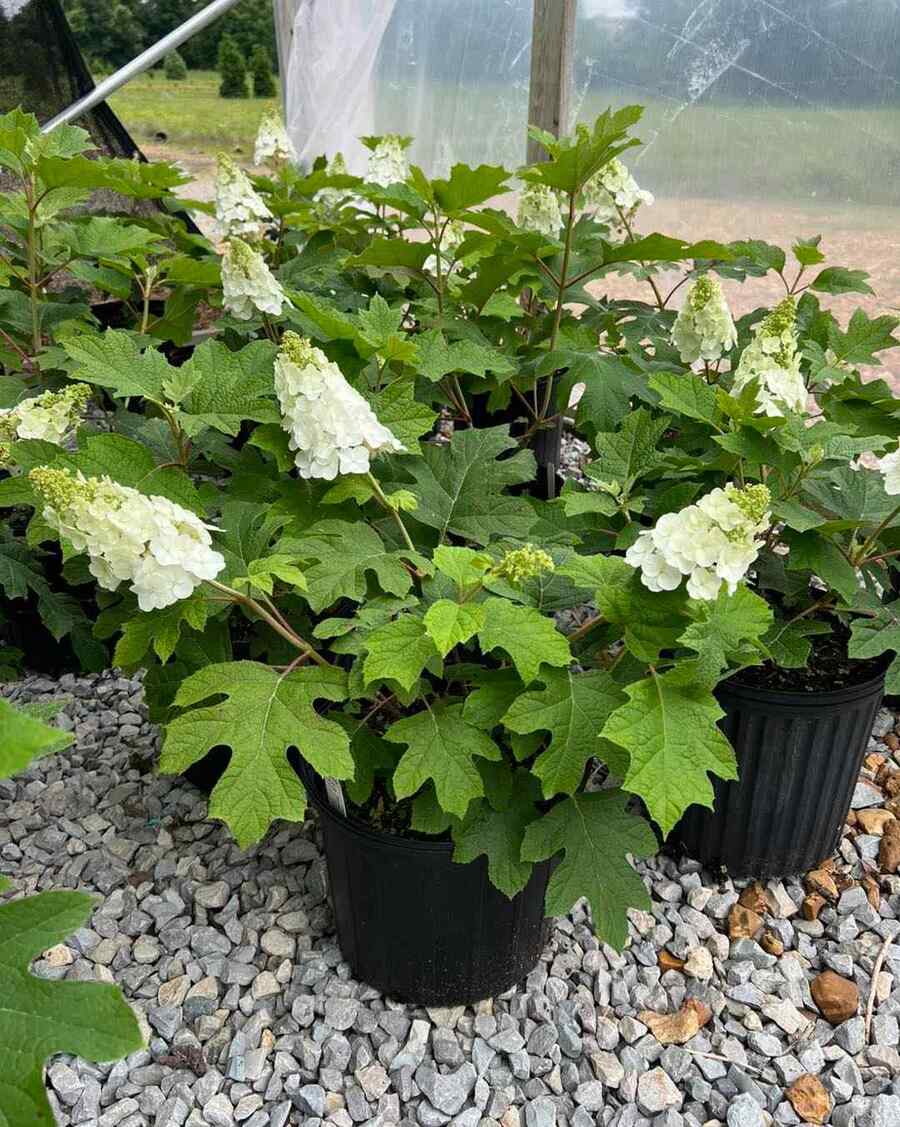 Oakleaf Hydrangea for Southern Alabama landscaping